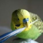 Почему у волнистых попугаев выпадают перья