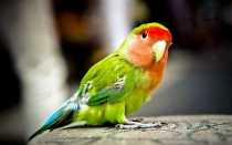 Забавный новозеландский попугай какарик