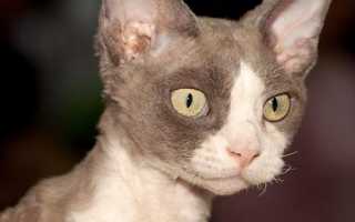 Кудрявые кошки: 10 пород, которые не похожи на других