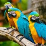 10 интересных фактов о волнистых попугаях