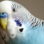 Как обрезать ногти и клюв волнистого попугая