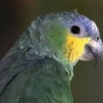 Лечение клеща у волнистого попугая