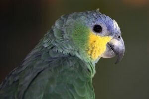 Лечение клеща у волнистого попугая