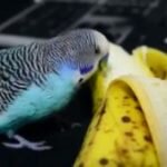 Можно ли волнистому попугаю банан