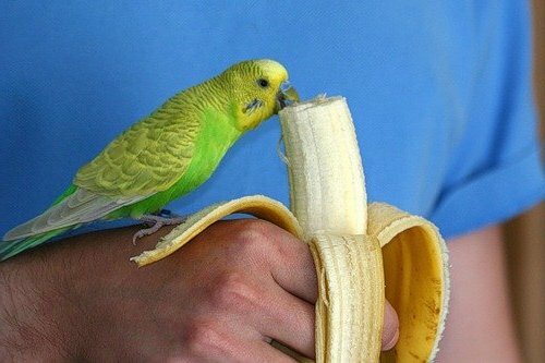 можно ли бананы волнистым попугаям