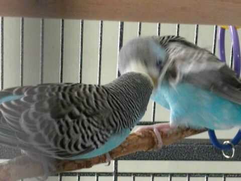 выщипывание перьев волнистыми попугаями друг другу