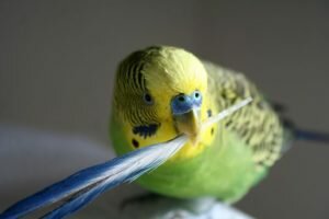 Почему у волнистых попугаев выпадают перья
