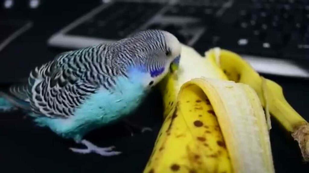 бананы волнистым попугаям