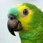 Признаки и лечение поноса у волнистого попугая