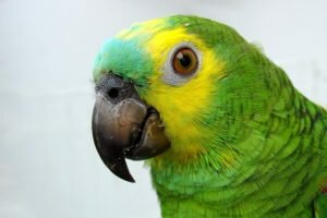 Признаки и лечение поноса у волнистого попугая